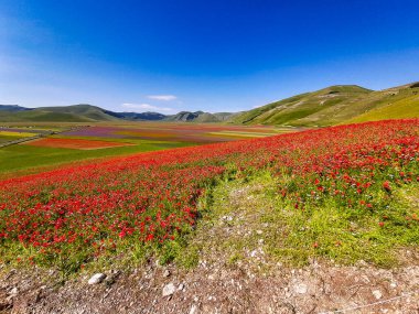 Castelluccio di Norcia 'da gelincikler ve çiçek açan mercimek, ulusal park sibillini dağları, İtalya, Avrupa