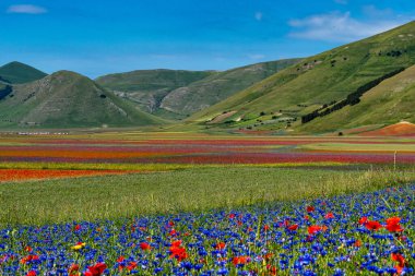 Castelluccio di Norcia 'da gelincikler ve çiçek açan mercimek, ulusal park sibillini dağları, İtalya, Avrupa