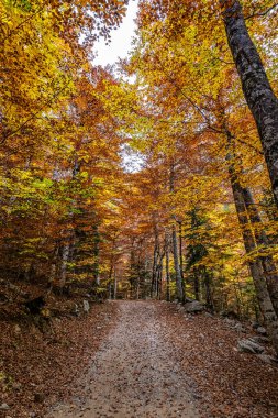 Ordesa 'da renkli kayın ağaçları ve İspanya' da Monte Perdido Ulusal Parkı, Pireneler, Aragon.