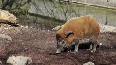 Kızıl nehir domuzu, Potamochoerus porcus, ayrıca çalı domuzu olarak da bilinir. Bu domuzun yer altında yiyecek bulmak için keskin bir koku alma duyusu var..