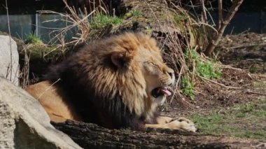 Aslan, Panthera leo, Panthera cinsindeki dört büyük kediden biridir ve Felidae familyasının bir üyesidir..