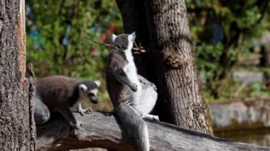 Halka kuyruklu lemur Lemur, Lemur catta uzun, siyah ve beyaz halkalı kuyruğundan dolayı büyük bir strepsirrhine primatı ve en tanınmış lemur türüdür.