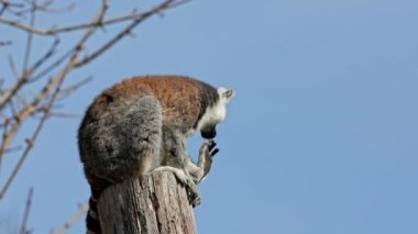 Halka kuyruklu lemur Lemur, Lemur catta uzun, siyah ve beyaz halkalı kuyruğundan dolayı büyük bir strepsirrhine primatı ve en tanınmış lemur türüdür.
