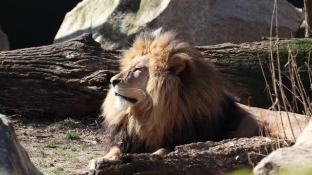 Panthera Leo Dos Quatro Grandes Felinos Gênero Panthera Membro Família — Vídeo de Stock