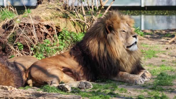 Лев Panthera Leo Является Одним Четырех Больших Кошек Роде Panthera — стоковое видео