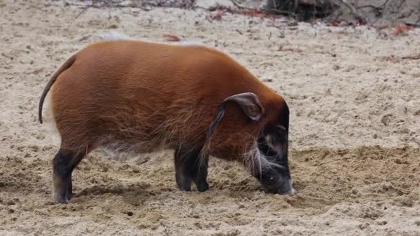 レッド川の豚 Potamochoerus ブッシュ豚として知られる この豚は地下の食べ物を見つけるために臭いの鋭い感覚を持っています — ストック動画