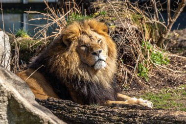 Aslan, Panthera leo, Panthera cinsindeki dört büyük kediden biridir ve Felidae familyasının bir üyesidir..