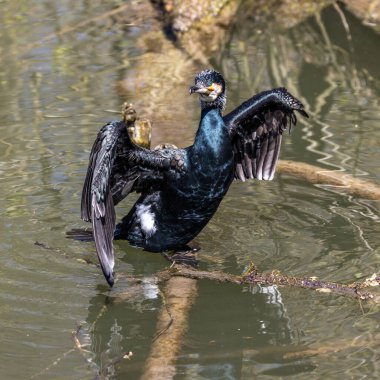 Kuzey yarımküre boyunca büyük siyah karabatak olarak bilinen büyük karabatak, Avustralya 'daki siyah karabatak ve Yeni Zelanda' nın daha güneyindeki siyah karabatak
