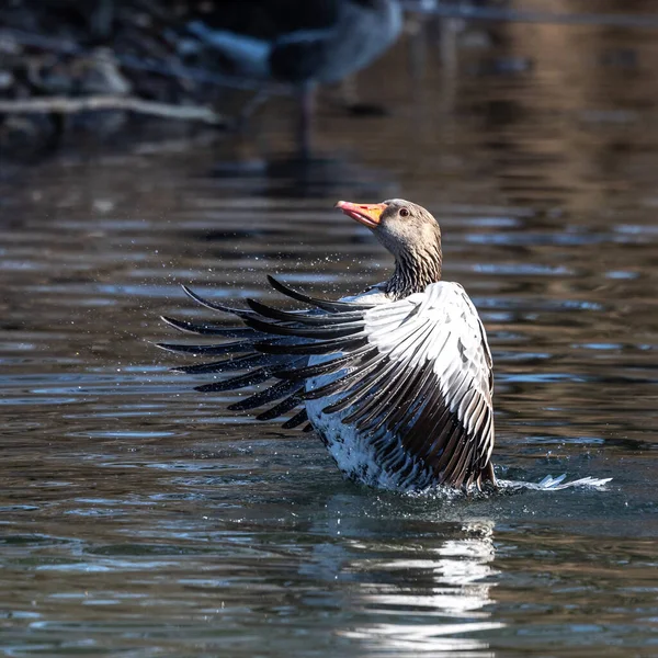 Greylag Liba Széttárja Szárnyait Vízen Anser Anser Anatidae Vízimadarak Családjába — Stock Fotó