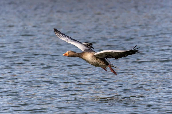 Greylag Goose Anser Anser Anatidae Vízimadarak Családjába Tartozó Nagy Libafajok — Stock Fotó