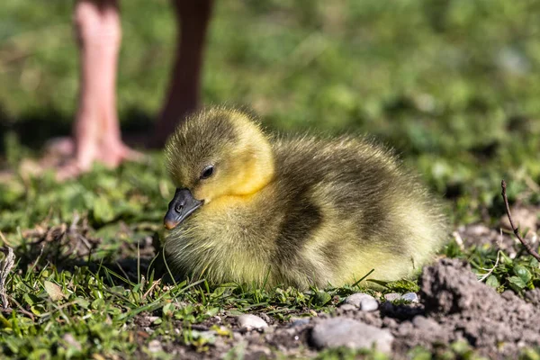Zbliżenie Pięknej Żółtej Puszystej Gęsi Puszystej Dziecko Gosling Wiosną Anser — Zdjęcie stockowe