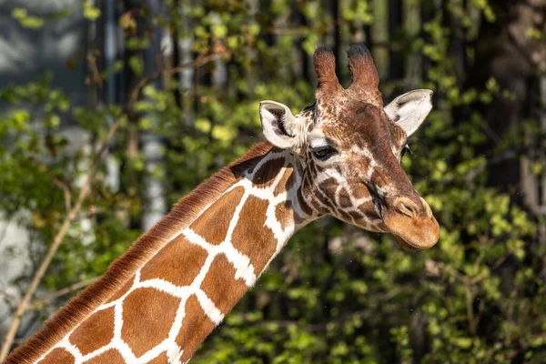 Καμηλοπάρδαλη Giraffa Camelopardalis Είναι Ένα Αφρικανικό Οπληφόρο Θηλαστικό Ψηλότερο Από — Φωτογραφία Αρχείου