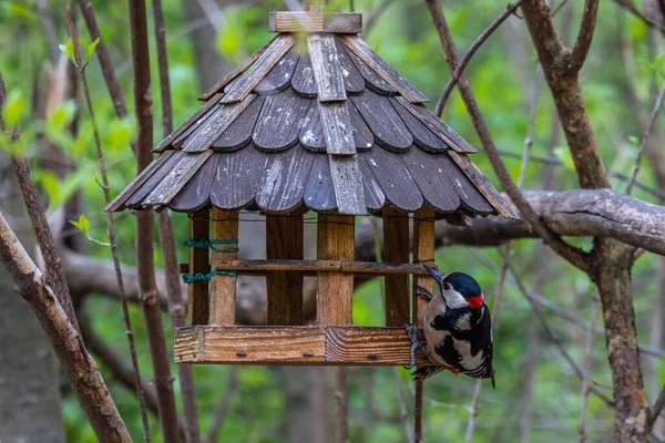 Gran Pájaro Carpintero Manchado Dendrocopos Major Está Sentado Rama Del — Foto de Stock