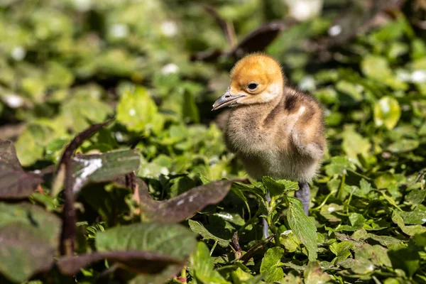 Beautiful Yellow Fluffy Demoiselle Crane Baby Gosling Anthropoides Virgo Living — Stock Photo, Image