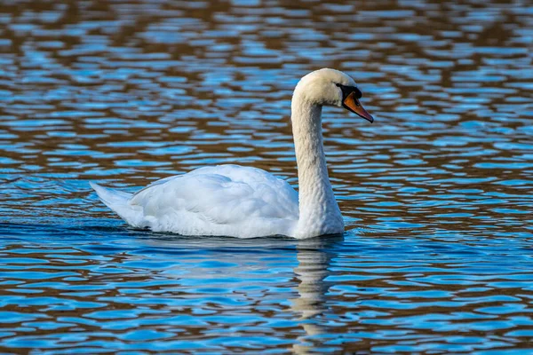 Cygnus Olor Est Une Espèce Amphibiens Famille Des Anatidae — Photo