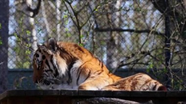 Sibirya kaplanı, Panthera tigris altaica dünyanın en büyük kedisidir.