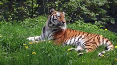 Sibirya kaplanı, Panthera tigris altaica dünyanın en büyük kedisidir.