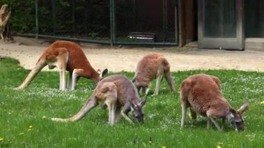 Kırmızı kanguru, Macropus Rufus tüm kanguruların en büyüğü, Avustralya 'ya özgü en büyük karasal memeli ve mevcut en büyük keseli hayvandır..