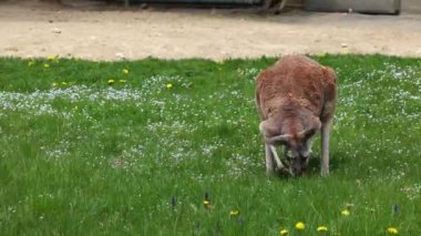 Kırmızı kanguru, Macropus Rufus tüm kanguruların en büyüğü, Avustralya 'ya özgü en büyük karasal memeli ve mevcut en büyük keseli hayvandır..