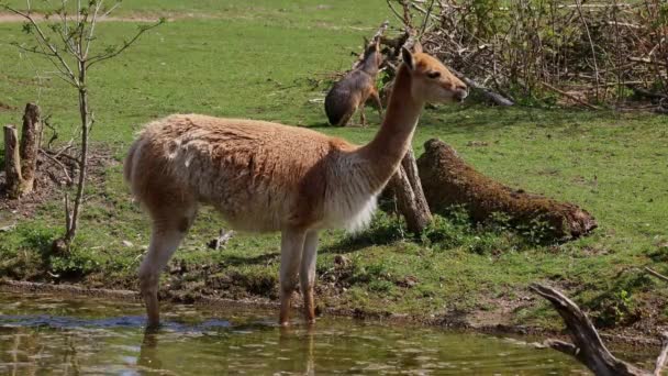 Vicunas Vicugna Vicugna Parientes Llama Que Viven Las Altas Zonas — Vídeos de Stock