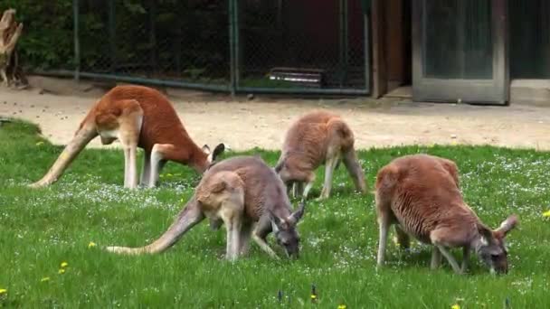 Kırmızı Kanguru Macropus Rufus Tüm Kanguruların Büyüğü Avustralya Özgü Büyük — Stok video