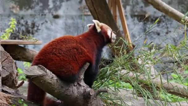 ツリーの上に座っている小さなパンダと赤い猫クマとも呼ばれる赤いパンダ Ailurusの子孫 — ストック動画