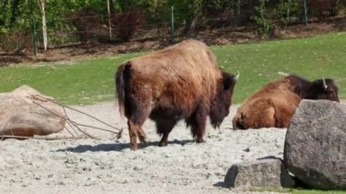 Bizon ya da bizon, bir zamanlar Kuzey Amerika 'da geniş sürüler halinde yaşayan bir bizon türüdür.. 