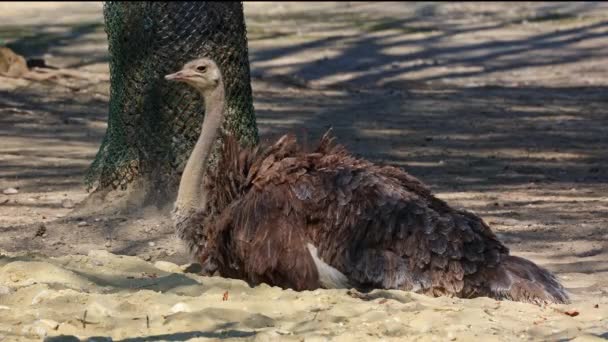 常见的鸵鸟 Struthio Camelus 或简称鸵鸟 是一种原产于非洲的大型非飞行鸟类 它是现存的两种鸵鸟之一 — 图库视频影像