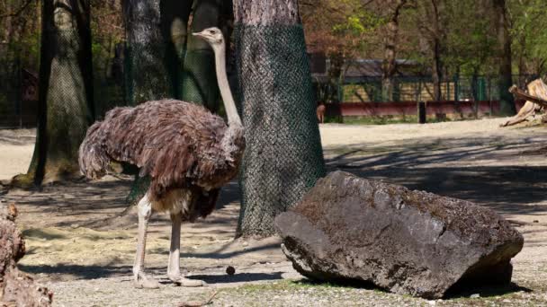 Обыкновенный Страус Struthio Camelus Просто Страус Является Видом Большой Бесполетной — стоковое видео