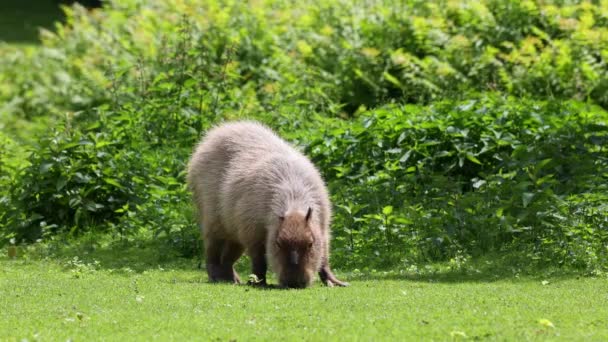 Den Capybara Hydrochoerus Hydrochaeris Den Största Existerande Gnagare Världen Dess — Stockvideo