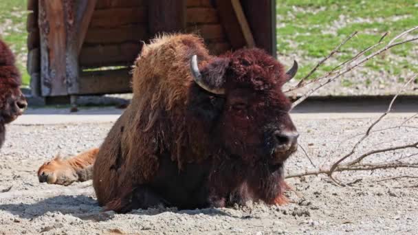 Den Amerikanske Bison Eller Blot Bison Også Almindeligt Kendt Som – Stock-video