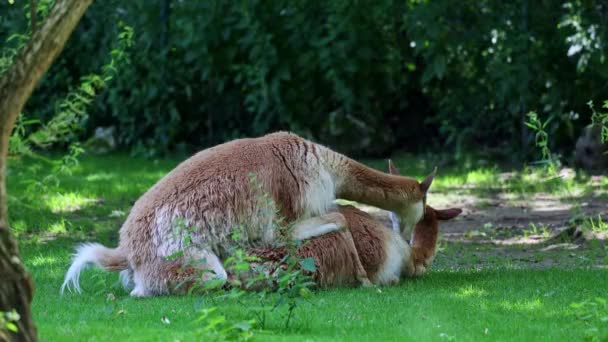 Paargedrag Van Vicunas Vicugna Vicugna Verwanten Van Lama Die Hoge — Stockvideo