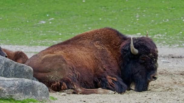 Der Amerikanische Bison Oder Einfach Bison Auch Allgemein Als Amerikanischer — Stockvideo