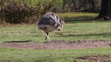 Darwin 'in Rhea' sı, Rhea pennata, daha az Rhea olarak da bilinir..