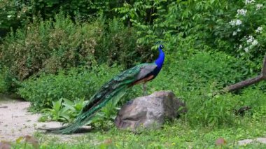 Hint Peafowl veya mavi Peafowl, Büyük ve parlak renkli bir kuş türüdür, Güney Asya 'ya özgü, fakat dünyanın diğer bölgelerinde de tanıtılan bir türdür..