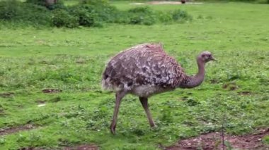 Darwin 'in Rhea' sı, Rhea pennata, daha az Rhea olarak da bilinir..