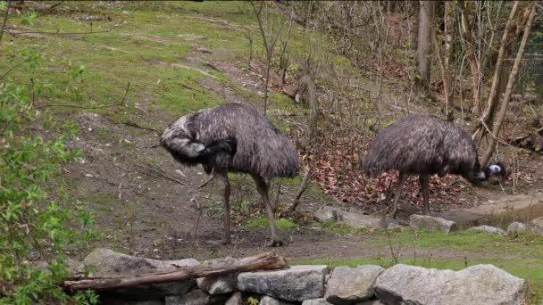 Emu Dromaius Novaehollandiae Adalah Burung Terbesar Kedua Berdasarkan Tinggi Badan — Stok Video
