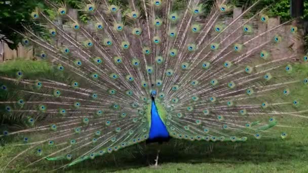 Indiai Peafowl Vagy Kék Peafowl Pavo Cristatus Egy Nagy Élénk — Stock videók