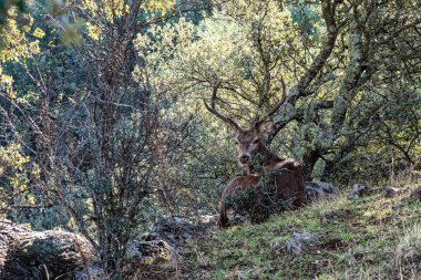 İber kızıl geyiği, Cervus elaphus hispanicus. Monfrague Ulusal Parkı. Caceres. Extremadura İspanya