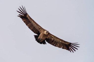 Griffon akbabası, Gyps Fulvus Monfrague Ulusal Parkı 'nda Salto del Gitano' da uçuyor. Caceres, Extremadura, İspanya.
