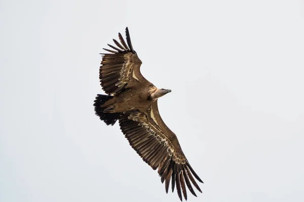 Gänsegeier Gyps Fulvus Fliegen Den Salto Del Gitano Monfrague Nationalpark — Stockfoto
