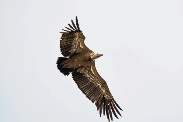 Griffon Abutre Gyps Fulvus Voando Redor Salto Del Gitano Parque — Fotografia de Stock