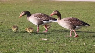 Küçük bebekleri olan gri lag kazları ailesi. Gri-lag kaz, Anser anser, Anatidae familyasından bir kaz türü.