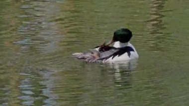 Münih 'teki İngiliz Bahçesi' nde Kleinhesseloher Gölü 'nde yüzen Merganser, Goosander ve Mergus merganser.