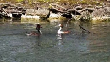 Bir çift Great Crested Grebe, Podiceps kristali yuvalarını inşa ediyor. Güzel turuncu renkli kuş, kırmızı gözlü su kuşu. Eski Dünya 'da bulunan en büyük aile üyesidir..