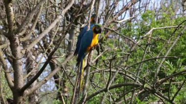 Mavi ve sarı papağan, Ara aratyası, mavi ve altın papağanı olarak da bilinir, çoğunlukla mavi üst kısımları ve açık turuncu alt kısımları olan büyük bir Güney Amerika papağanıdır.