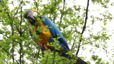 Mavi ve sarı papağan, Ara aratyası, mavi ve altın papağanı olarak da bilinir, çoğunlukla mavi üst kısımları ve açık turuncu alt kısımları olan büyük bir Güney Amerika papağanıdır.