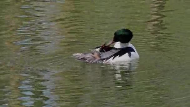 Merganser Comum Goosander Mergus Merganser Nadando Lago Kleinhesseloher Jardim Inglês — Vídeo de Stock