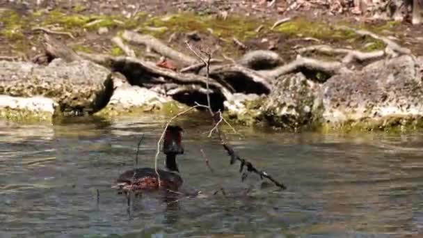Beberapa Great Crested Grebe Podiceps Cristatus Membangun Sarang Mereka Burung — Stok Video