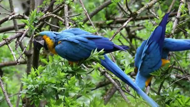 Modro Žluté Macaw Ara Arauna Také Známý Jako Modro Zlatý — Stock video